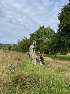 Hohler Baum in der Sandflur Bild: S. Röll